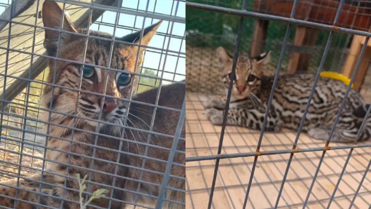 Felinos Tamaulipas